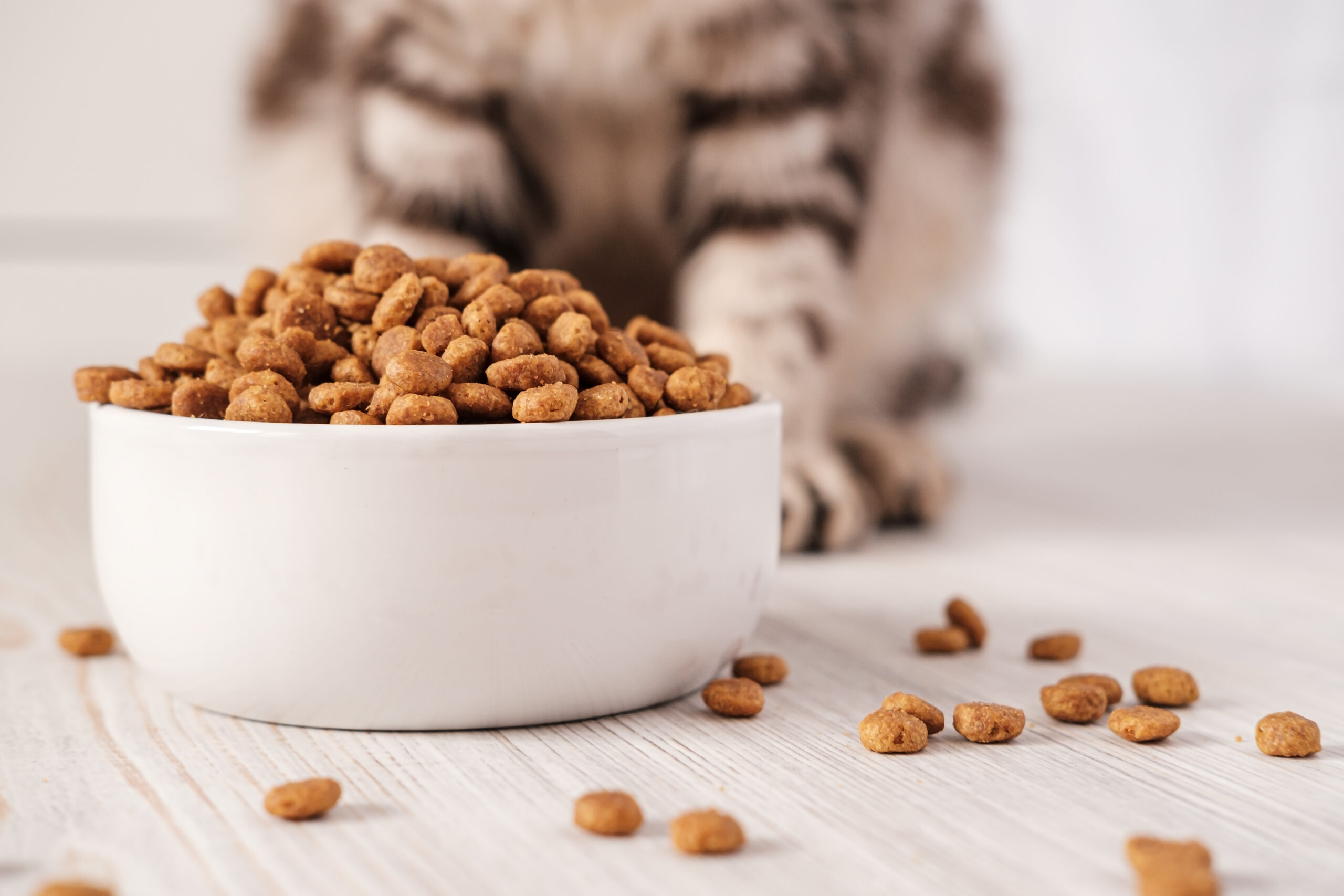 Hrana pentru Animale de Companie: Lux sau Necesitate? Dilemele Politicii Fiscale Guvernamentale
