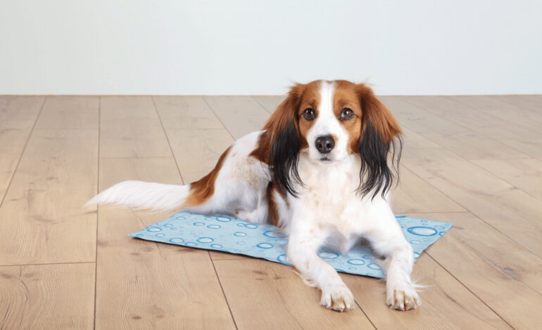 Răcorește-ți animalul de companie cu Trixie Cooling Mat: Secretul confortului în canicula verii!