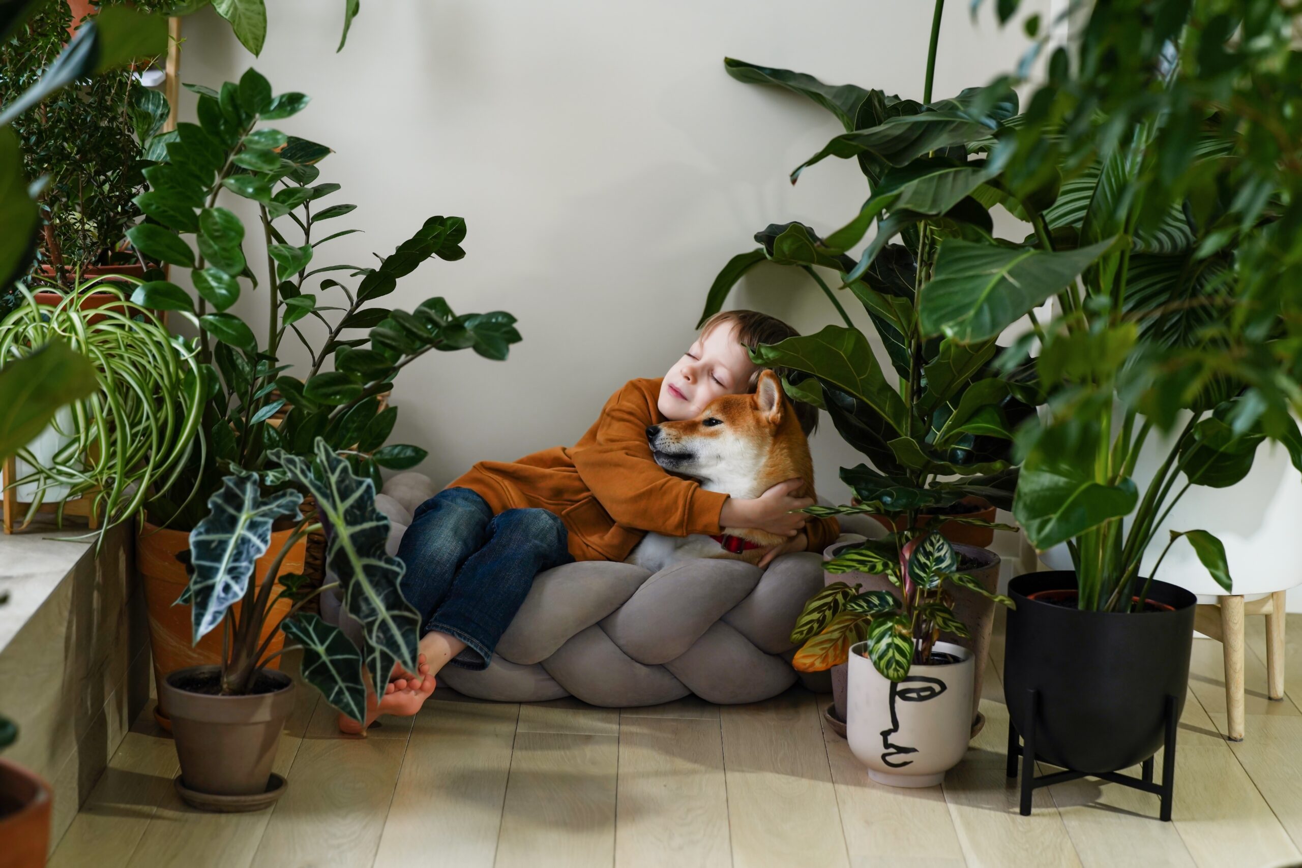 Comfort pentru animale de companie în jungla urbană