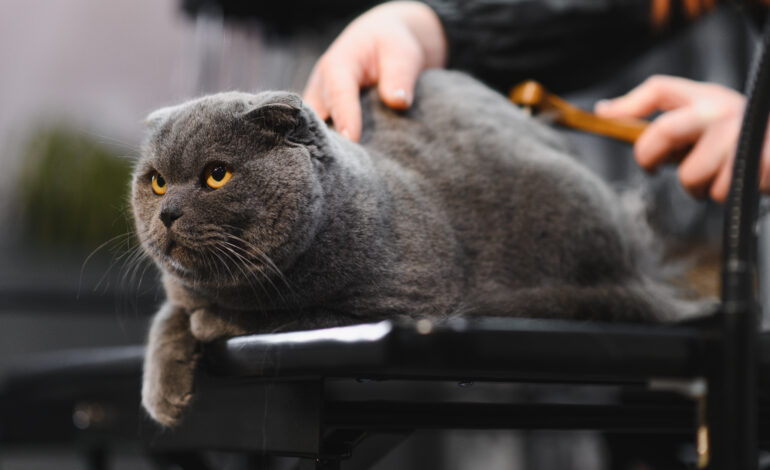 SofistiCAT 2026 – Ediția de Primăvară: Eleganță și Solidaritate