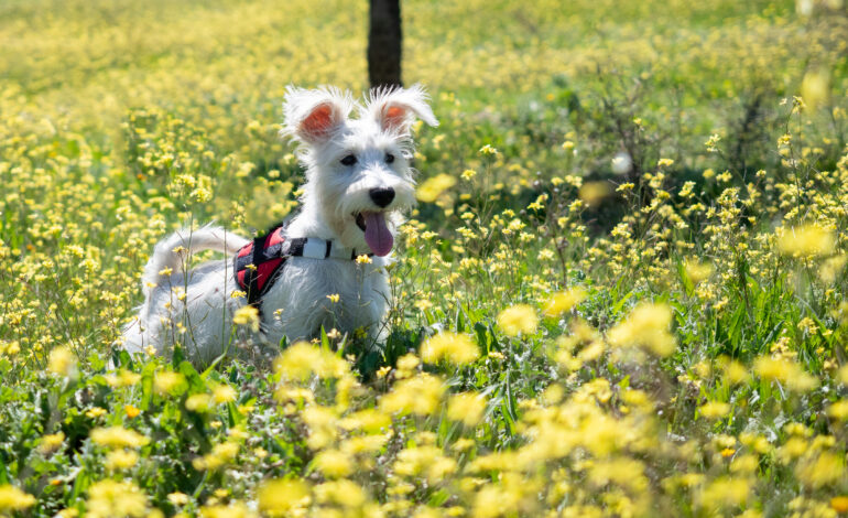 Alergii, căpușe, năpârlire? Pregătește-ți animalul ACUM pentru primăvară!
